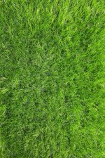 50mm Artificial Grass