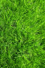 40mm Artificial Grass