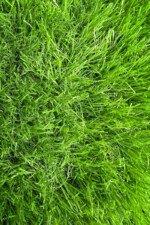 50mm Artificial Grass
