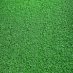 Golf Grass